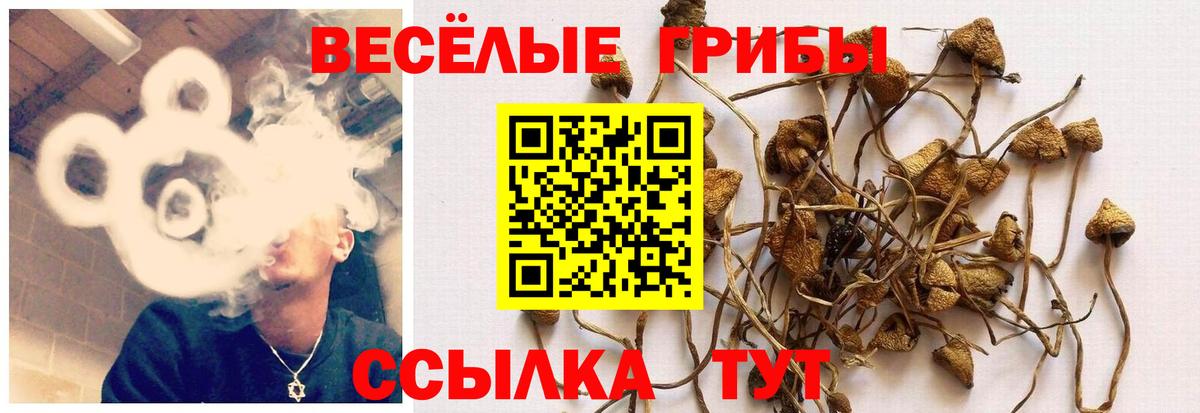Псилоцибиновые грибы ЛСД Тамбов